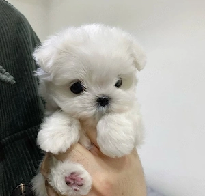 Bichon Maltez Mini Toy  - imagine 2