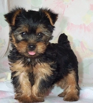 pui yorkshire baietel 2 luni 