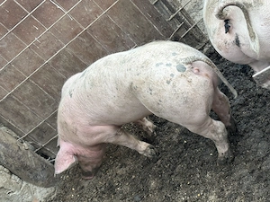 Porci,rasă de carne