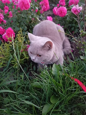  British Shorthair Lilac  - imagine 5