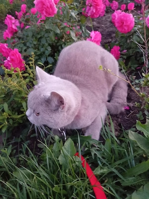  British Shorthair Lilac  - imagine 3