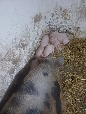 Vând scroafă cu purcei !