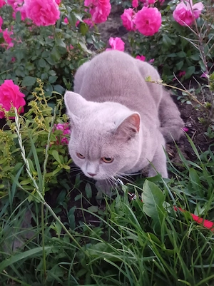  British Shorthair Lilac 