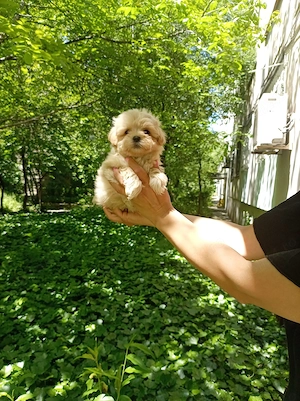 Maltipoo fetița , doua vaccinuri