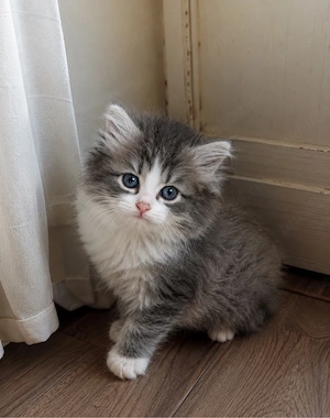 Maine Coon