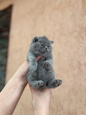 British shorthair blue  - imagine 3