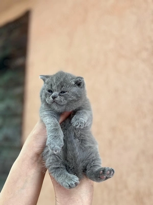 British shorthair blue  - imagine 2