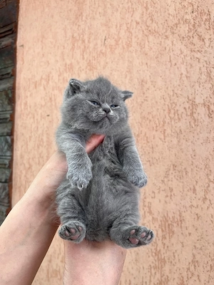 British shorthair blue  - imagine 4