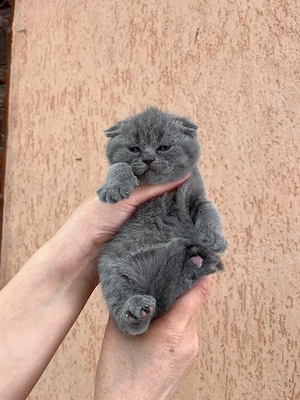 Scottish fold  - imagine 3