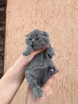 Scottish fold  - imagine 2