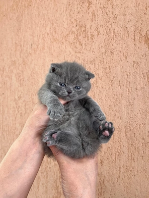 British shorthair blue  - imagine 2