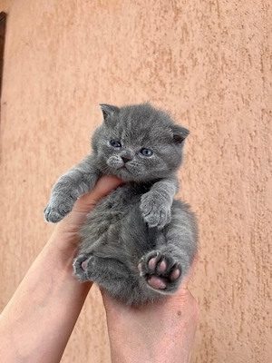 British shorthair blue 