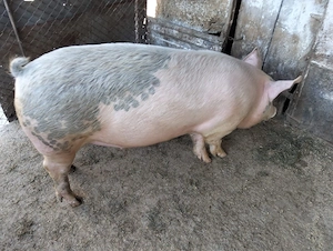 Vand porc rasa Landrace cu Pietrean - imagine 4