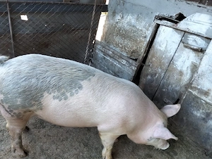 Vand porc rasa Landrace cu Pietrean - imagine 2