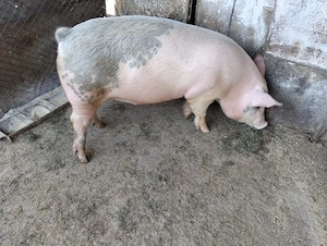 Vand porc rasa Landrace cu Pietrean