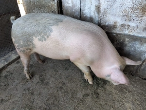 Vand porc rasa Landrace cu Pietrean - imagine 3