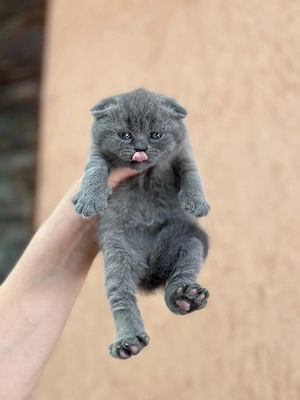 Scottish fold  - imagine 5
