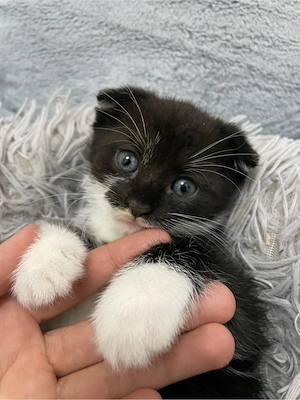 Vand Motan scottish fold cu urechile in jos 