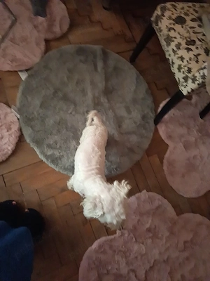 Bichon frise