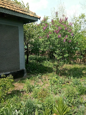 Vând casă bătrânească + teren generos 1575 mp | Malul Roșu, comuna Armășești, jud. Ialomița - imagine 7