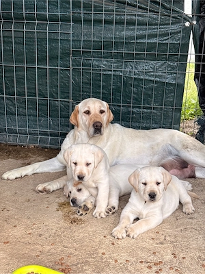Labradori retriever