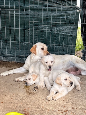 Labradori retriever