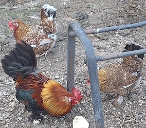 Vand 1 cocoș si 2 gaini.