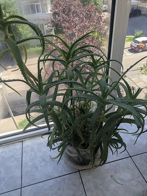 Aloe Vera ghivece 