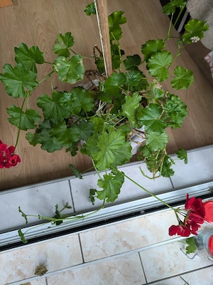 Plante de apartament  - imagine 4