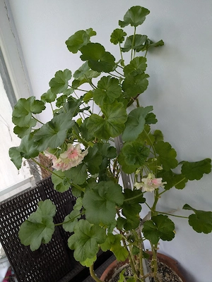 Plante de apartament  - imagine 2