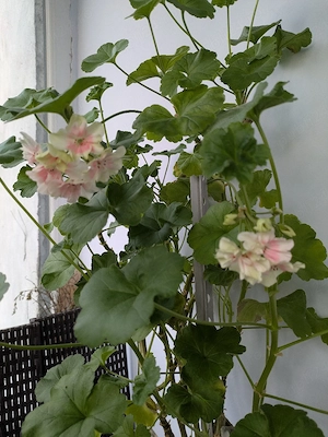 Plante de apartament  - imagine 3