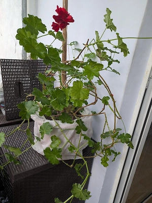 Plante de apartament  - imagine 5