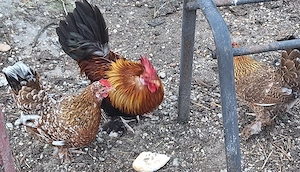 Vand 1 cocoș si 2 gaini pitice