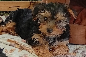 Yorkshire terrier 