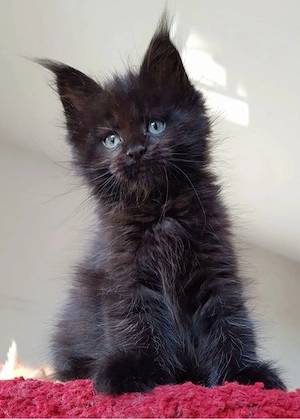 maine coon iubitor 