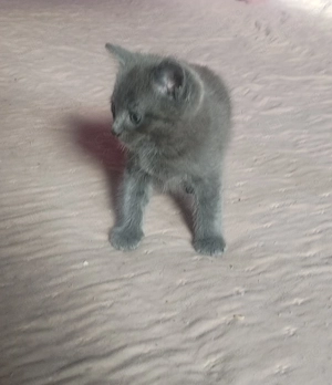 donez 2 pisici mici pisoiasi