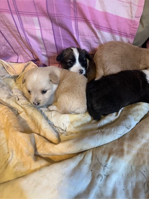 Puiuti metis spre adoptie  - imagine 6