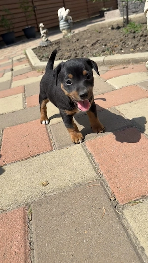 Pinscher pitic fetita baiat