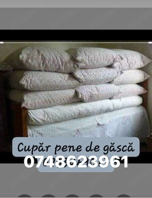 cupăr pene de găscă