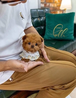 Pudel toy poodle mini toy