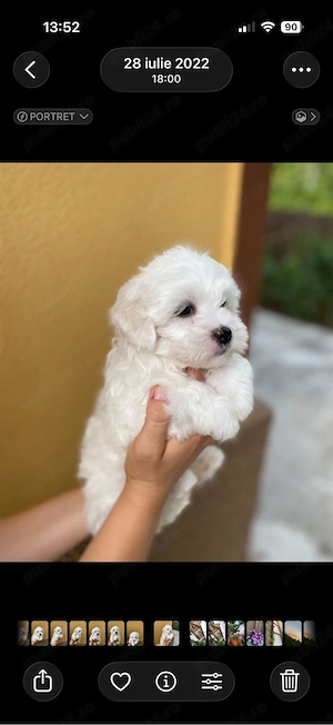 bichon maltez alb