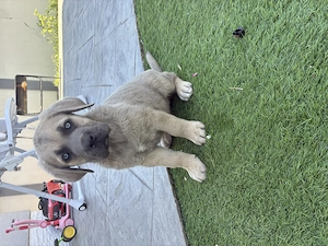 Cane corso original crem 