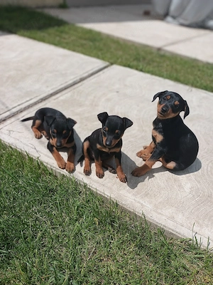 Pinscher căței