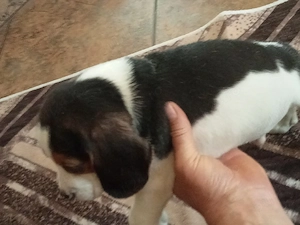 Beagle,puiuț.