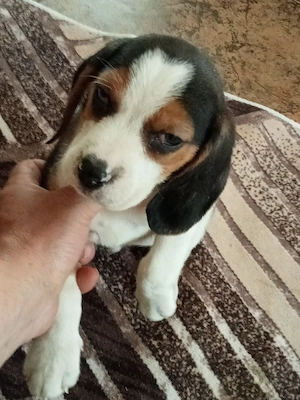 cățelușă beagle - imagine 2