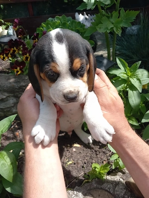 Catei beagle tricolor