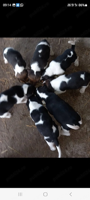 Catei beagle tricolor - imagine 3