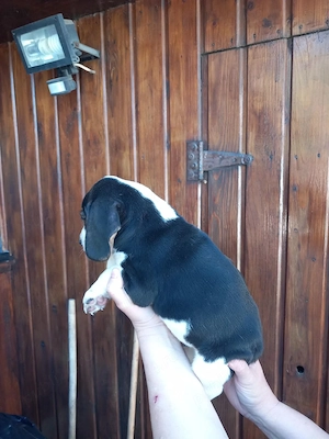 Catei beagle tricolor - imagine 2