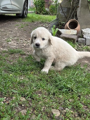Căței Golden Retriever x Ciobănesc caucazian (metis) 1 lună