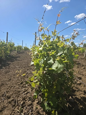 Vand teren cu vita de vie, in suprafata de 9265 mp  situat in comuna Dumbraveni, jud. Vrancea. - imagine 5